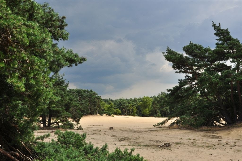 Heidegebied Rozendaalse Veld op de Veluwe in de buurt van Velp.