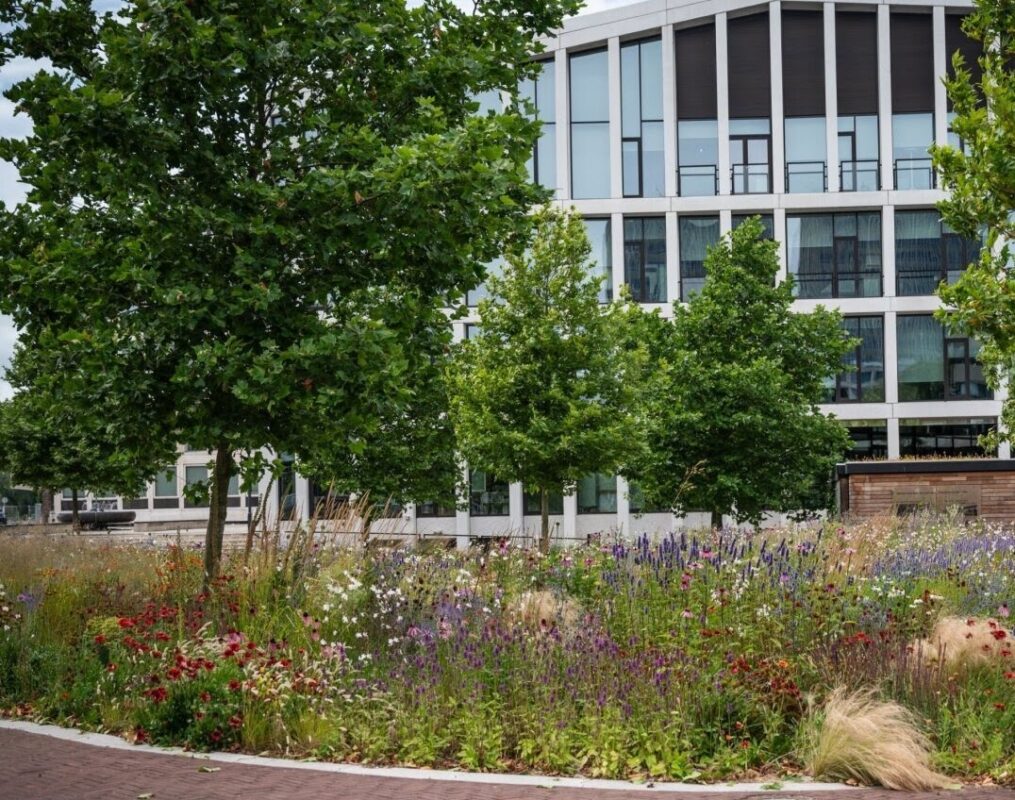Groene strook met wilde bloemen achter de Rechtbank Gelderland